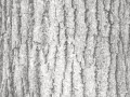 deciduoustreebarktexture1236954294_31gshi_yapfiles.ru