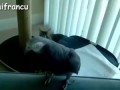 Funny Parrots Annoying Cats Compilation || NEW HD