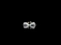 Animals___Birds___Two_swans_on_a_black_background_042914_