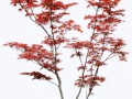 FLORES_736_yapfiles.ru