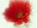 1__arnusha