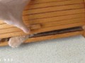 https__vk_com_gif_