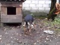 Не дают поесть собаке