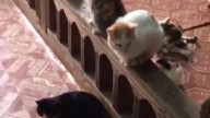 A Turkish man gathered all the cats on the street