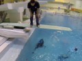 Тест съемки под водой. До 6 метров. Телефон Sony xperia Z1 обзор. Veryvery.ru