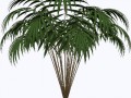 palma 2a