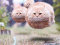 hovercat-котолёт