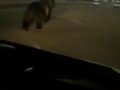 За пивом ?