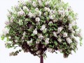 lilac_PNG8