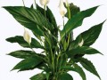 blume 14