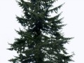 pngwing.com (5) (1)