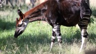 Okapi_(Okapia_johnstoni)_2009-04-04_02