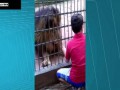 Покормил тигра называется ...