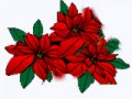_14_arnusha