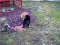 Супер драка котов!!! ЧЕРНЫЙ И РЫЖИЙ !!!