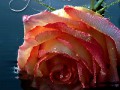 orig (4)