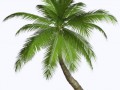palm_tree_10