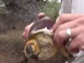 Зубастая жаба.