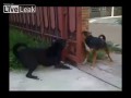 Диванные войска рвутся в бой