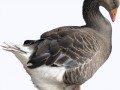 duck_PNG5034