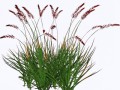 grass 2