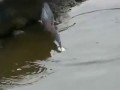 птичка