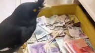 A jungle myna that was trained to find money