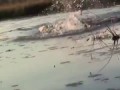 Бегемот атакует лодку с туристами Hippo attacks the boat with tourists