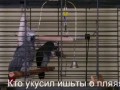 кто укусил