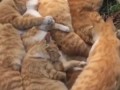 Рыжий котоковер