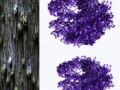 purp