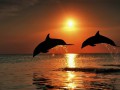 dolphins-and-sunset