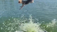All that time training with your pet for this trick