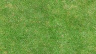 grass-7 (1)