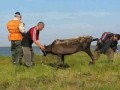 Бедный олежка (Тундра) +18