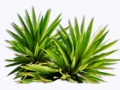 Plants-Medium-Size-PNG