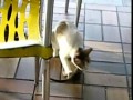 Котовторник в McDonalds