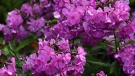 IMG_9810 копия