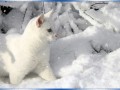 снежный кот 3-3