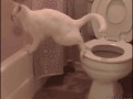 Catpoopsmissestoilet_yapfiles.ru