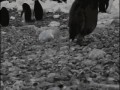 Pinguin