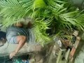 Жестокое обращение с животными