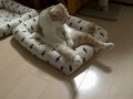 Сидячий кот