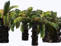 43277155-sago-palm-tree-cluster--separated-on-white-background