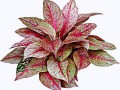 aglaonema-5