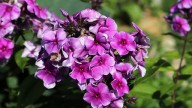 IMG_9866 копия