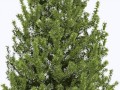 pine-01