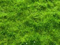 grass1