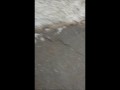 Кот в кульке