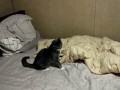 Fungif_0411
